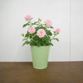 3L Happy Silver Wedding Light Pink Rose Bush - Beautiful Flowering Plant Gift Plants By Post