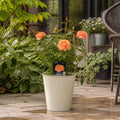 3L Happy Birthday Peach Rose Bush - Beautiful Flowering Plant Gift Plants By Post