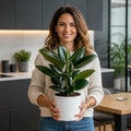 Ficus Robusta Rubber Plant – Elegant Glossy Green Foliage Indoor Houseplant Plants By Post