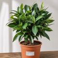 Ficus Moclame Indian Laurel Fig 21cm Pot – Large Indoor Houseplant Plants By Post