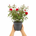 3L Red Patio Rose in Decorative Pot Outdoor Garden & Patio Plant Plants By Post
