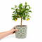 Old Style Green Ceramic Planter