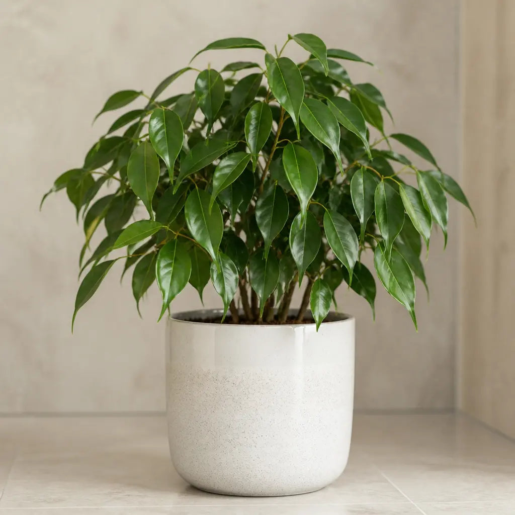Ficus Danielle Weeping Fig 5L – Glossy Green Indoor Houseplant Plants By Post