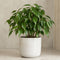 White Stoneware Pot