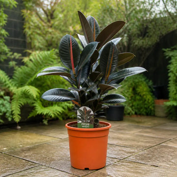 Ficus Abidjan Rubber Plant 21cm Pot – Large Indoor Houseplant Plants By Post