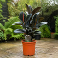 Ficus Abidjan Rubber Plant 21cm Pot – Large Indoor Houseplant Plants By Post