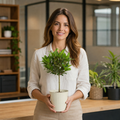 Bay Tree 60-70cm in 2L Pot Laurus nobilis