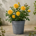 3L Golden Wedding Yellow Rose Bush - Beautiful Flowering Plant Gift Plants By Post