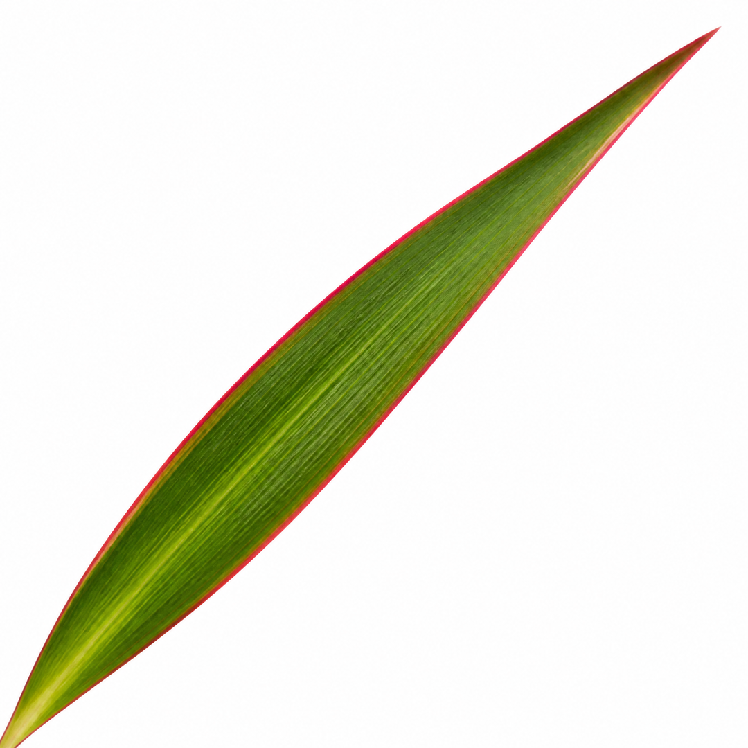 Dracaena Marginata Dragon Tree - 12cm Tropical Houseplant Generic