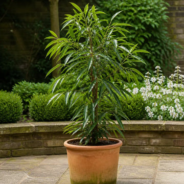 Ficus Binnendijks Narrow Leaf Fig 21cm Pot – Large Indoor Houseplant Plants By Post