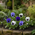Pansy Delta Rhythm & Blues Mix 9 Pack × 2 Spring & Autumn Bedding Plants Plants By Post