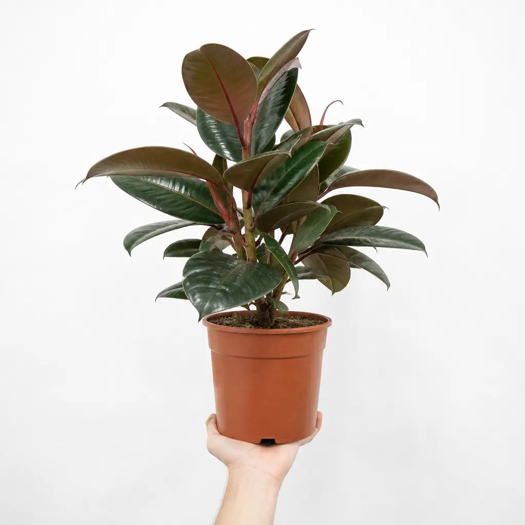 Ficus Abidjan Rubber Plant 21cm Pot – Large Indoor Houseplant Plants By Post