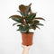 Nursery Pot