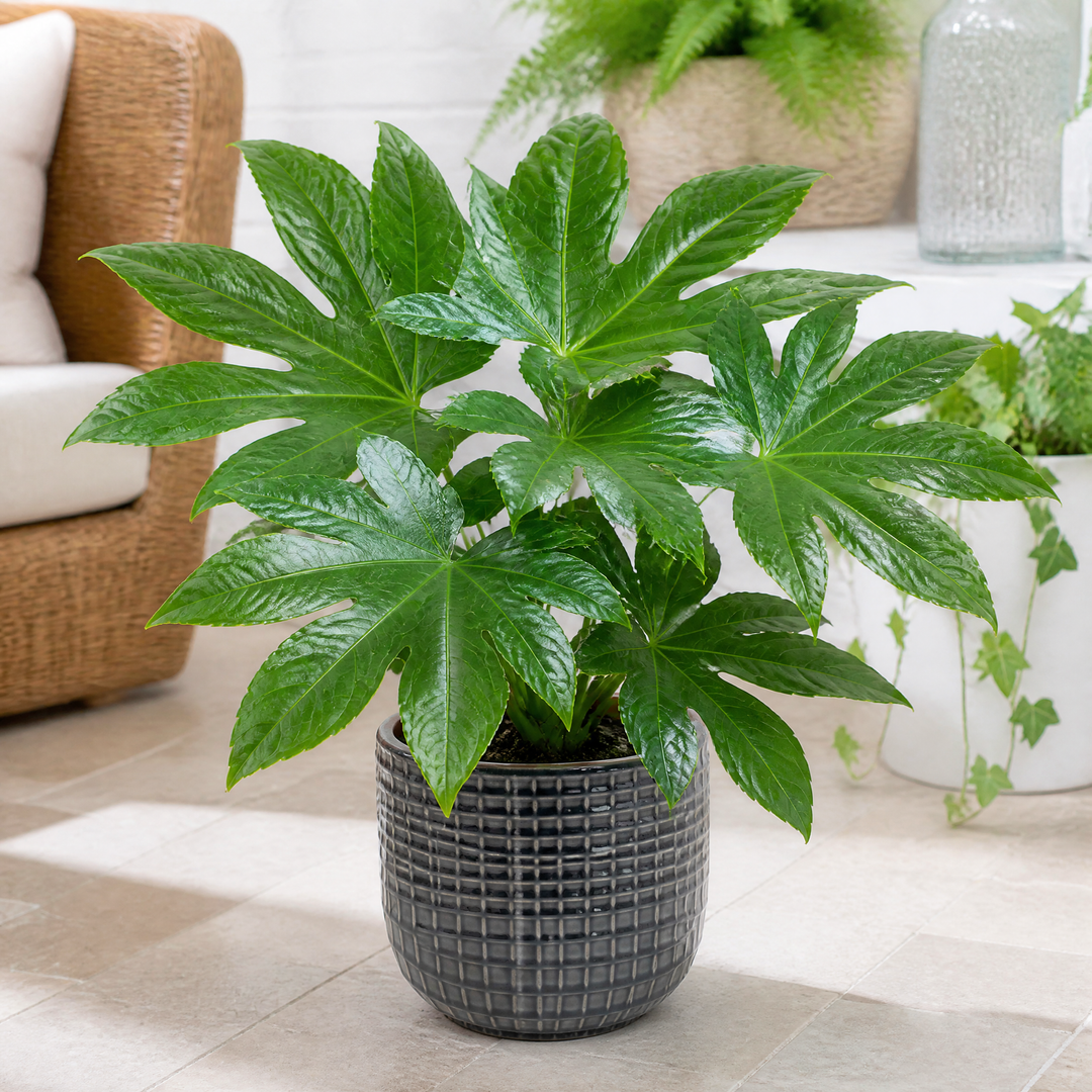 Fatsia Paper Plant 12cm Pot - Air Purifying Plant Plants By Post