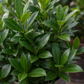 5L Standard Bay Tree Outdoor and Indoor Patio Tree in Pot