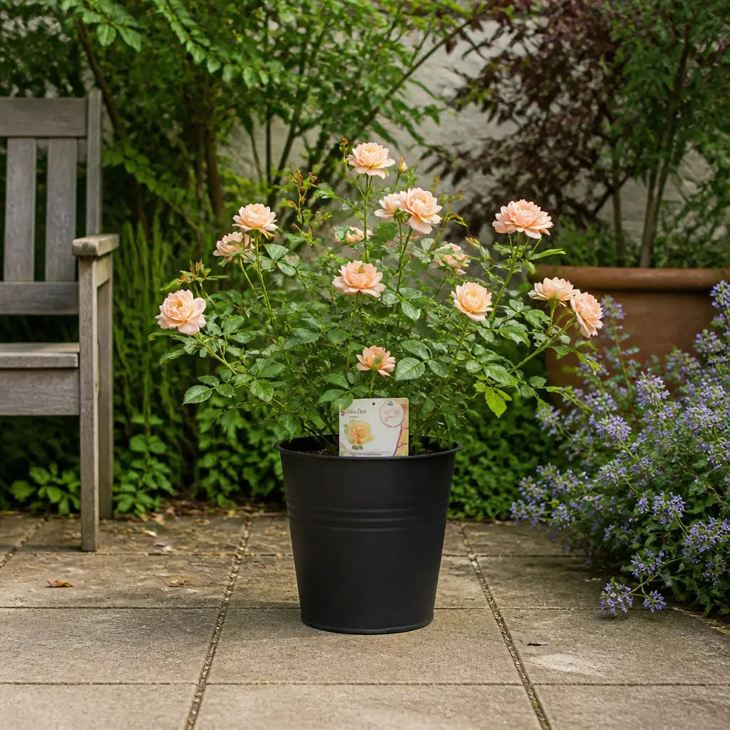 5L Rose Many Happy Returns Peach Rose Bush - Beautiful Flowering Garden Plant Plants By Post