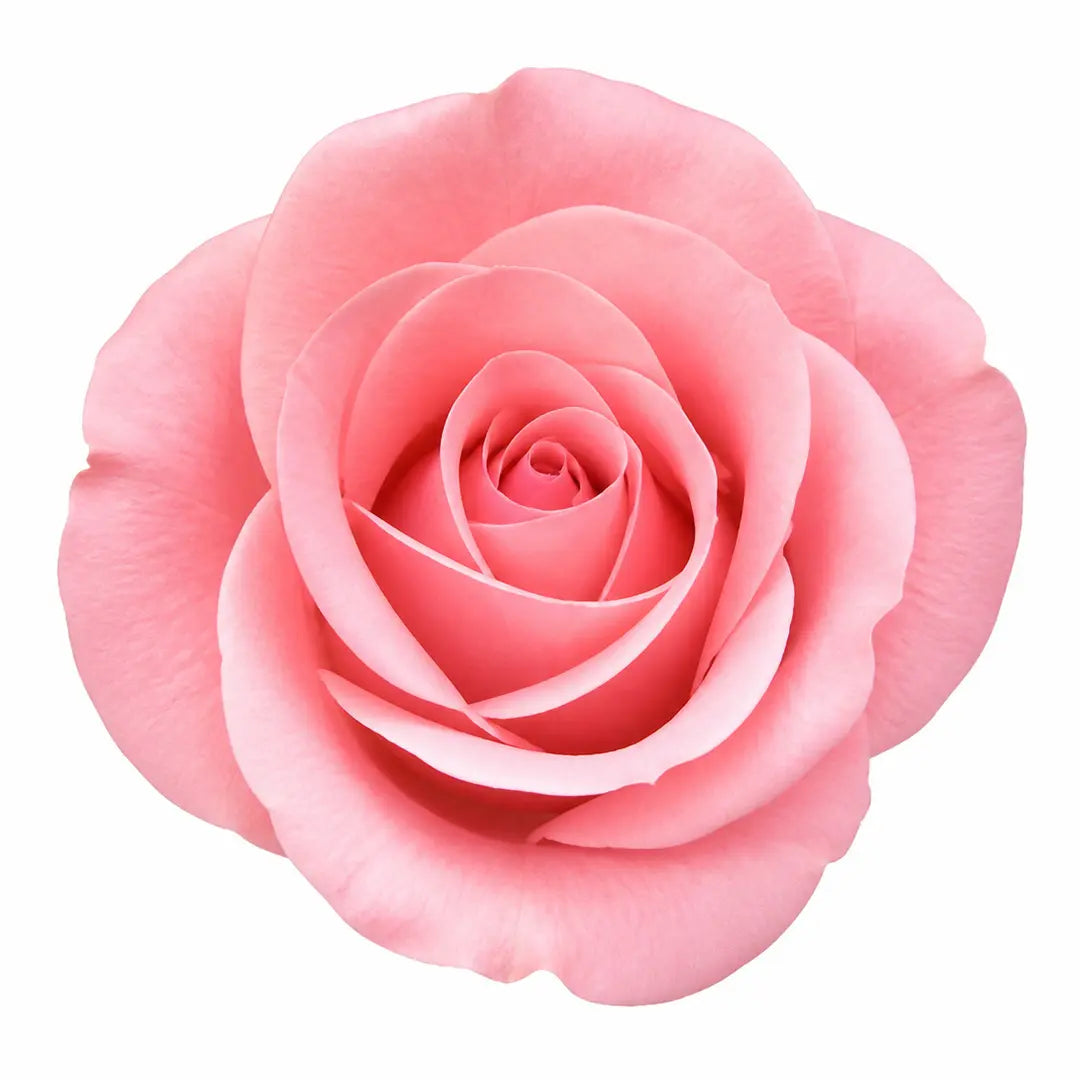 7.5L Standard Rose Tree Pink 100-110cm | Elegant Flowering Garden Rose Plant Plants By Post