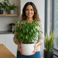 Ficus Danielle Weeping Fig 5L – Glossy Green Indoor Houseplant Plants By Post
