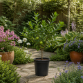 5L Lime Tree 80/90cm - Hardy Fruit Tree for Homegrown Limes plants by post