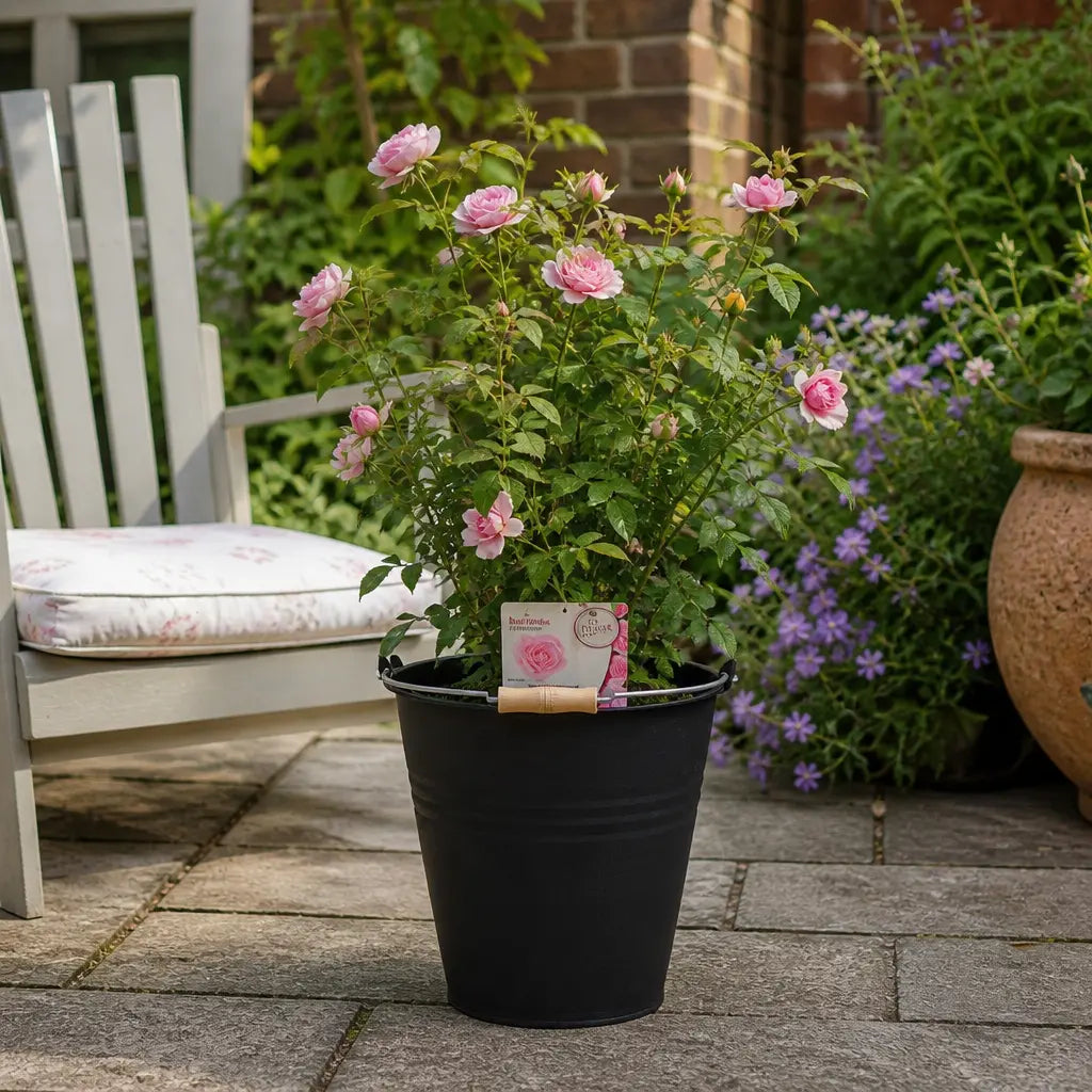 5L Rose Happy Retirement Pink Rose Bush - Beautiful Flowering Garden Plant Plants By Post