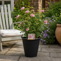 5L Rose Happy Retirement Pink Rose Bush - Beautiful Flowering Garden Plant Plants By Post