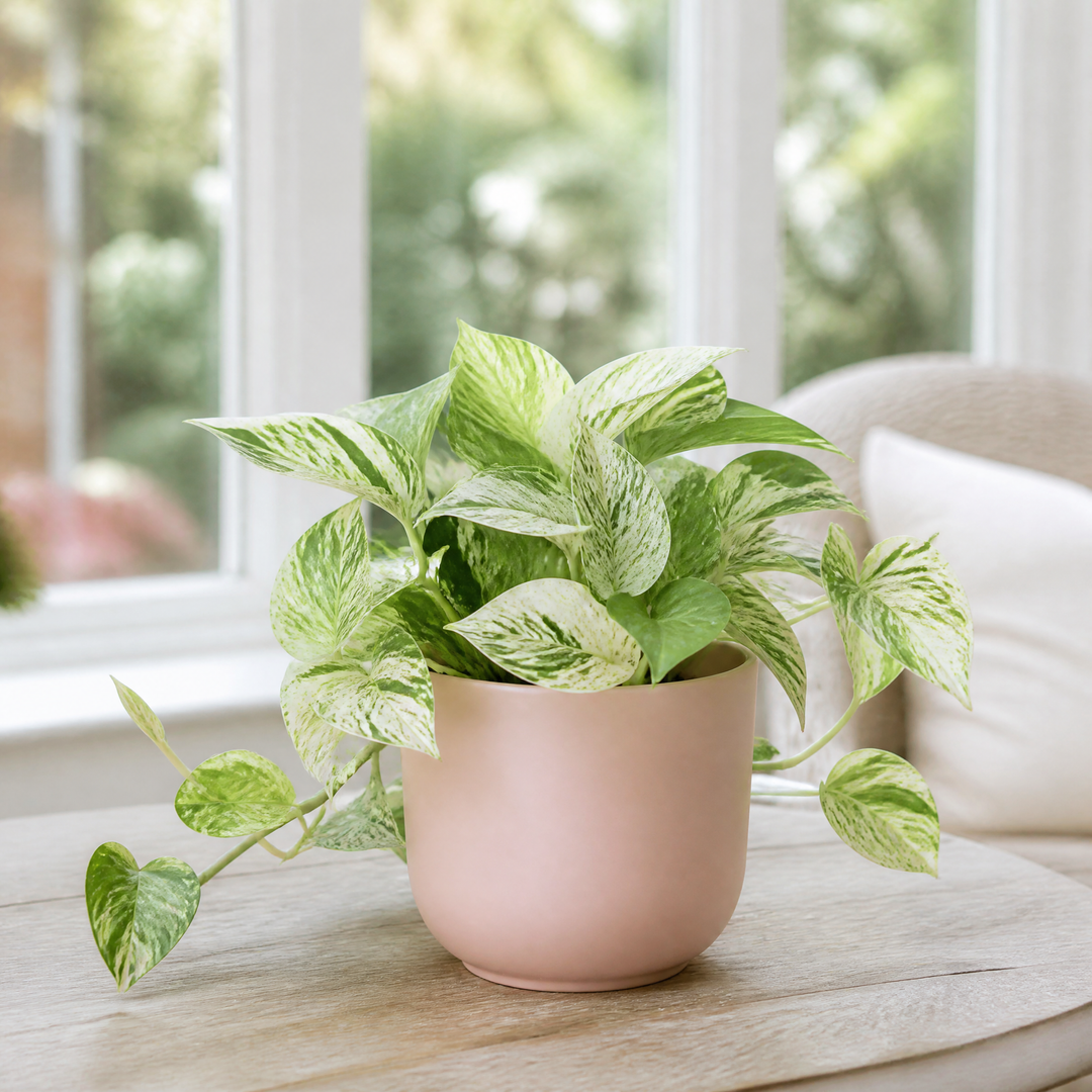 Epipremnum Marble Queen Pothos 12cm Pot Plants By Post