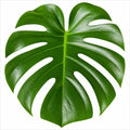 Monstera Deliciosa Cheese Plant 21cm Pot – Large Indoor Houseplant Plants By Post