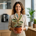 Ficus Tineke Rubber Plant – Elegant Variegated Green and Cream Indoor Houseplant Plants By Post