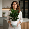 Ficus Robusta Rubber Plant 5L Plants By Post