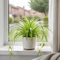 Glossy White Ceramic Pot
