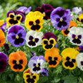 Pansy Delta Pro Blotch Mix 9 Pack × 2 Spring & Autumn Bedding Plants Plants By Post