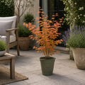3L Acer Orange Leaf in Pot Outdoor Tree for Patio & Garden