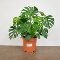 Monstera Deliciosa Cheese Plant 21cm Pot – Large Indoor Houseplant Plants By Post