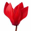 Cyclamen Red 10.5cm Pot Pack of 3 & 6 Flowering Outdoor Plants