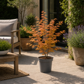 3L Acer Orange Leaf in Pot Outdoor Tree for Patio & Garden