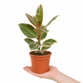Ficus Belize Rubber Plant Pink Variegated 12cm Pot The Rose Press Garden