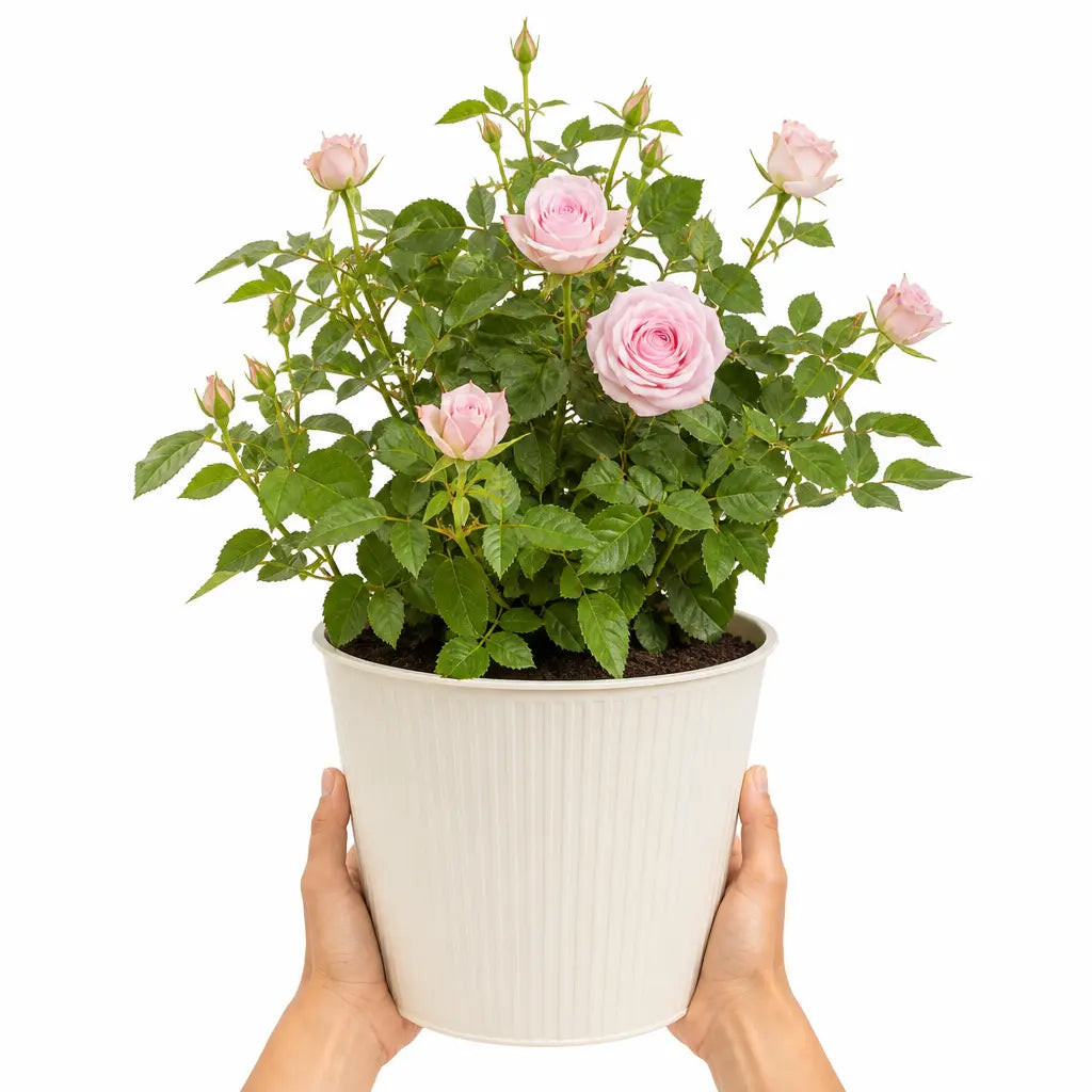 3L Happy Silver Wedding Light Pink Rose Bush - Beautiful Flowering Plant Gift Plants By Post