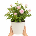 3L Happy Silver Wedding Light Pink Rose Bush - Beautiful Flowering Plant Gift Plants By Post