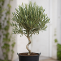 5L Spiral Olive Tree 100/110cm Tall Evergreen Mediterranean Tree