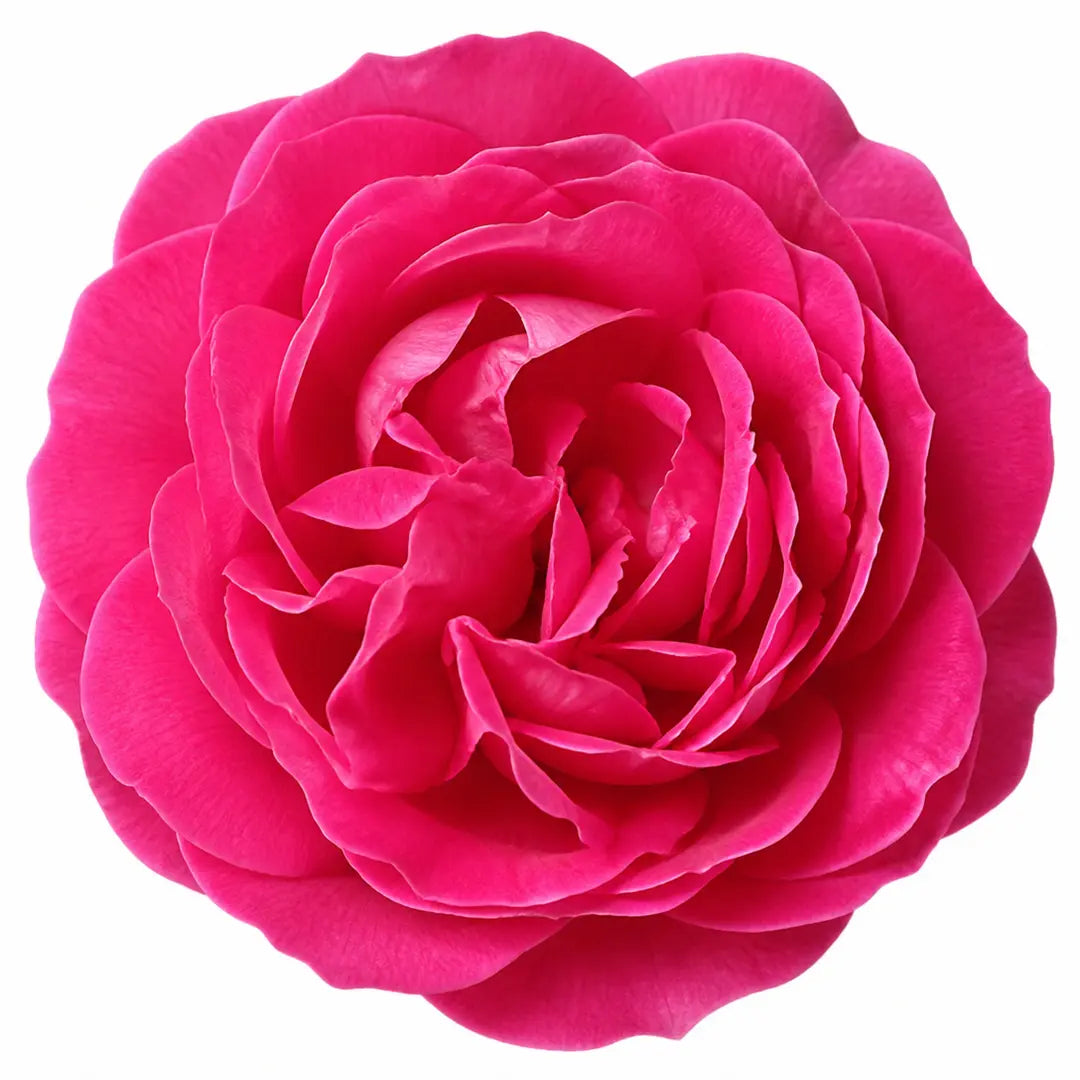 5L Rose Let's Celebrate Dark Pink Rose Bush | Beautiful Flowering Garden Plant Plants By Post