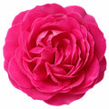 5L Rose Let's Celebrate Dark Pink Rose Bush | Beautiful Flowering Garden Plant Plants By Post
