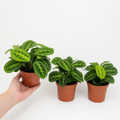 Maranta Leuconeura Prayer Plant 12cm - Beautiful Tricolour Indoor Foliage