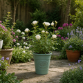3L White Patio Rose in Decorative Pot Outdoor & Garden Plant