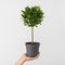 Nursery Pot