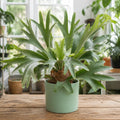 Platycerium Bifurcatum Staghorn Fern – Unique Antler-Shaped Foliage Indoor Houseplant Plants By Post