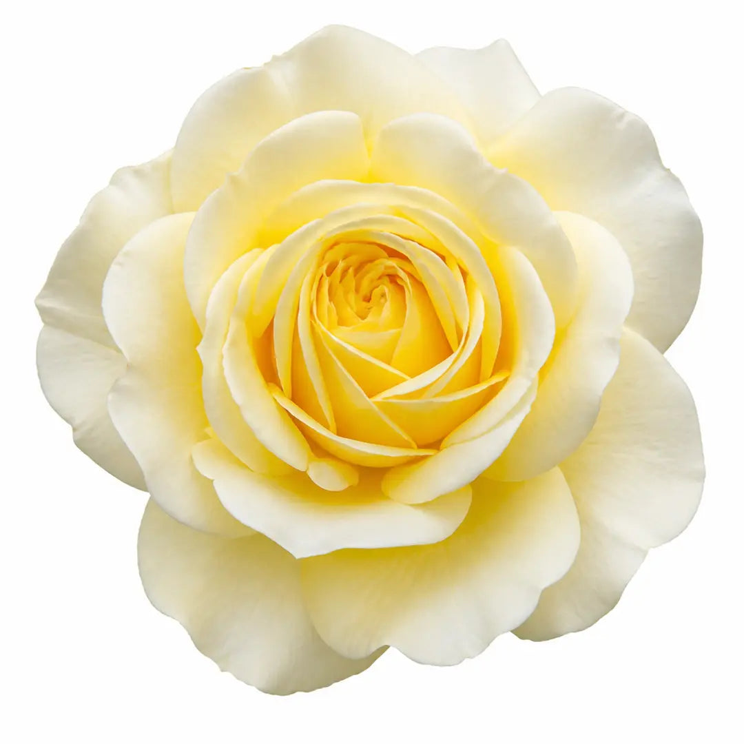 7.5L Standard Rose Tree Yellow 100-110cm | Elegant Flowering Garden Rose Plant Plants By Post