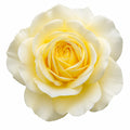 7.5L Standard Rose Tree Yellow 100-110cm | Elegant Flowering Garden Rose Plant Plants By Post