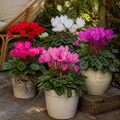 Cyclamen Growers Selection 10.5cm Pot Pack of 3 & 6 Flowering Outdoor Plants Plants By Post
