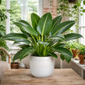 Philodendron Imperial Green – Large Glossy Green Foliage Tropical Evergreen Indoor Houseplant Plants By Post