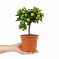 Mini Calamondin 1.5L Pot 40-50cm Height Citrus Tree for Patio & Indoor